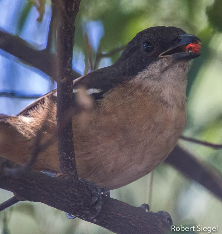 passerine